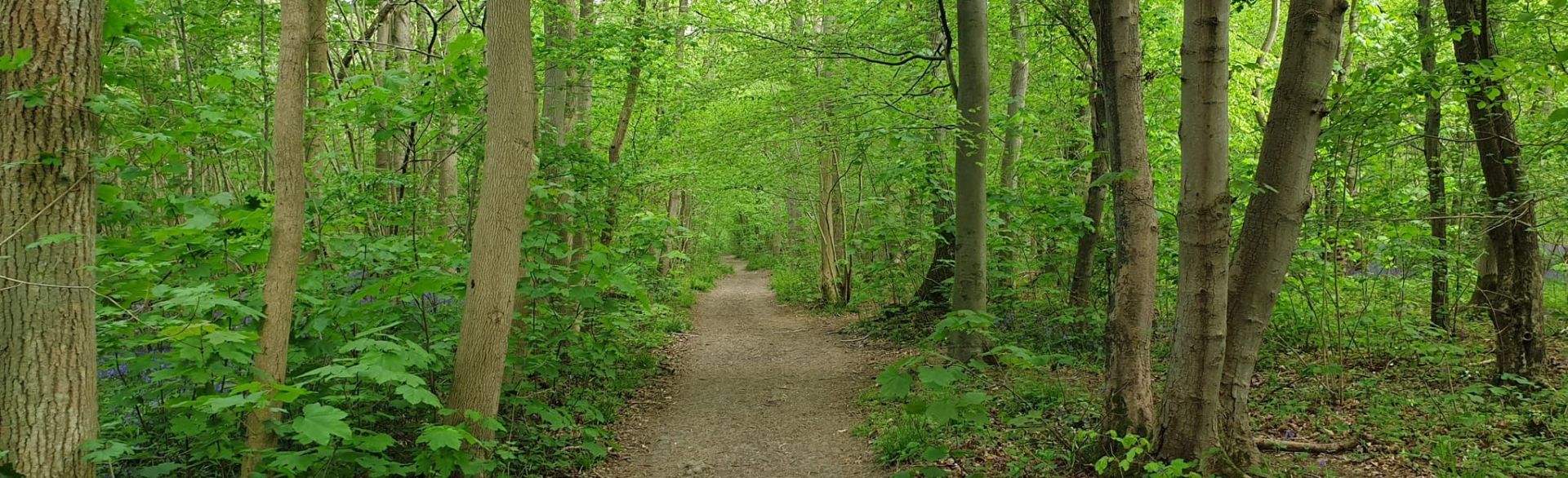 Woodland path through Waresley Wood 